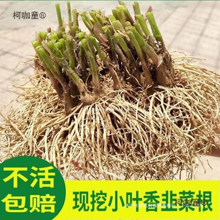 �r���²��ϸ����r���~�²˸����ϸ����~�t���²˸���ɫ�Sѿ��̫��