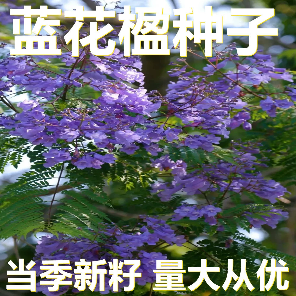 Семена жакаранды 250-500г в мешках оптом, прямые поставки с места происхождения, сезонные новые семена, семена садовых цветов