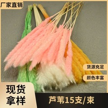 幻花干花芦苇15支/束永生花材材料包diy仿真小花束手工花制作材料