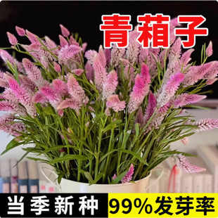 �����ӷN������Ұ�u�ڻ���β���u���{��β�u�ڻ�ţβ����ș�ķNֲ