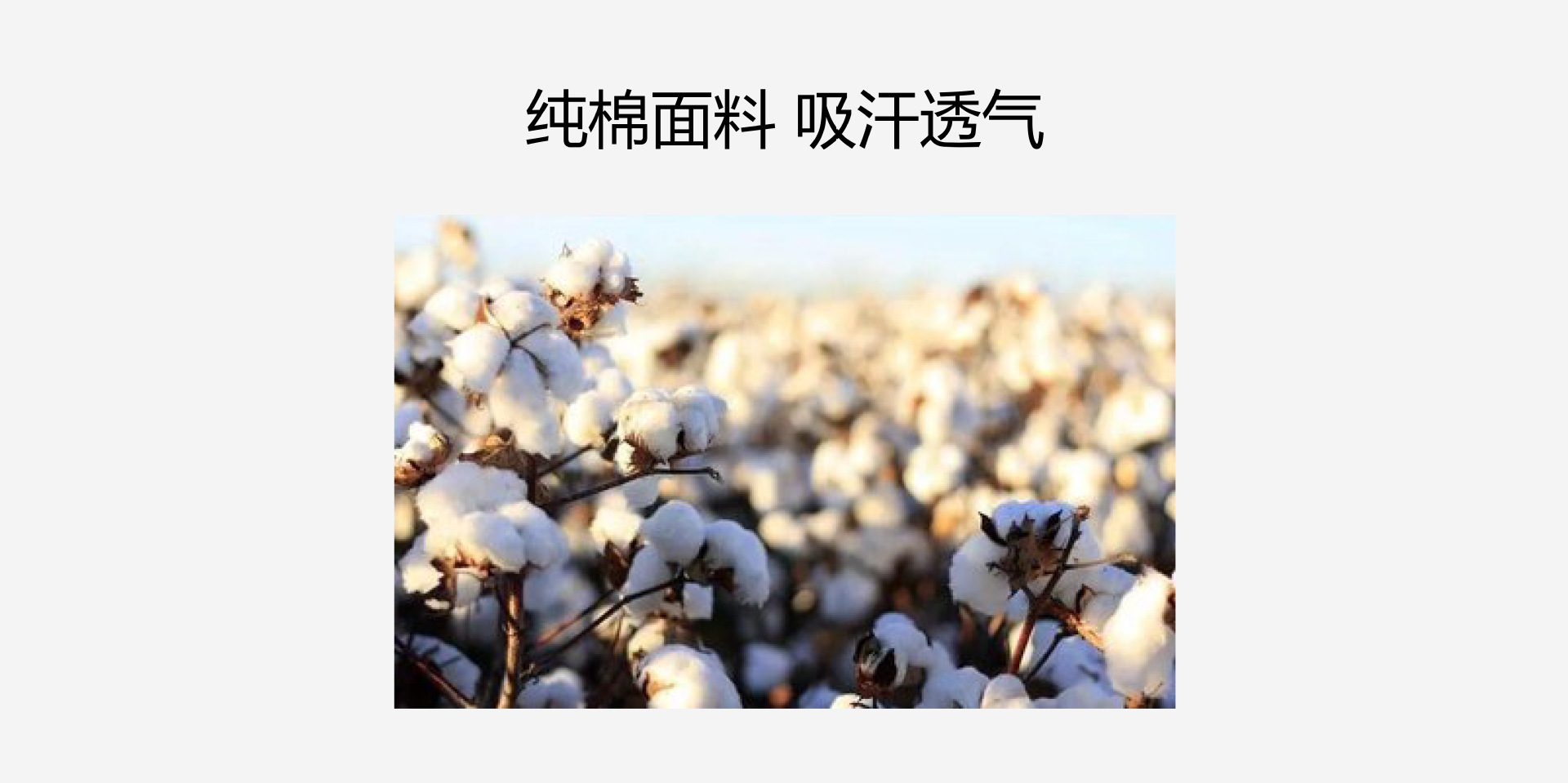 棉花.png