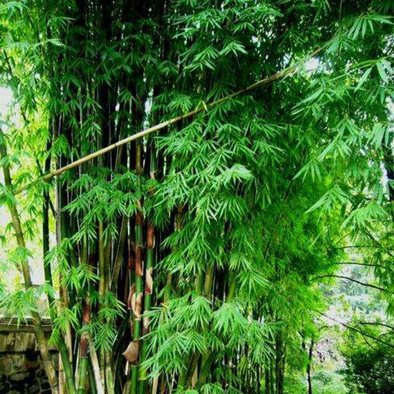 Лекарственный материал семена недавно собранные горькие семена бамбука сельские старые родители бамбук озеленение двор семена