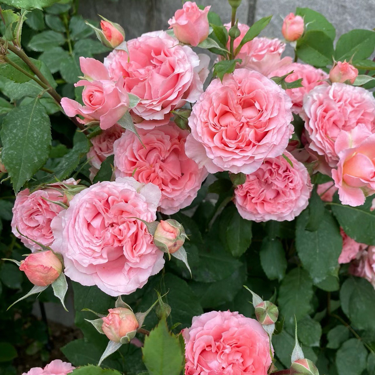 산호 젤리 [큰 꽃 가벼운 향기] 작은 모종