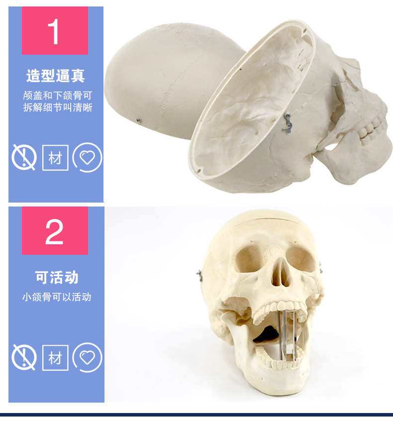 头颅模型_08.jpg
