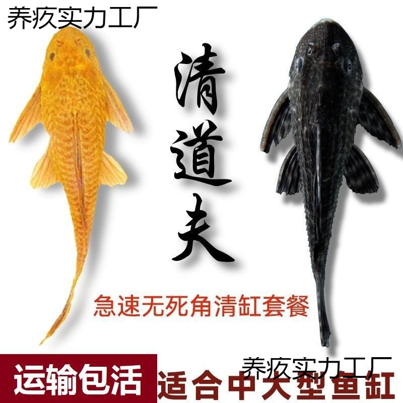 Feces Clean 8 Tropical Scavenger Fy Eat Rub Glass to Remove Algae Garbage Fish Workers Cold Water Fish Fish Fish Ornamental Fish