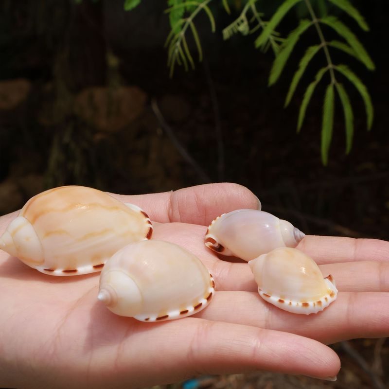 天然希少な巻貝、太陽の卵、カニの交換用シェル、水槽の造園装飾品、コレクション標本|undefined