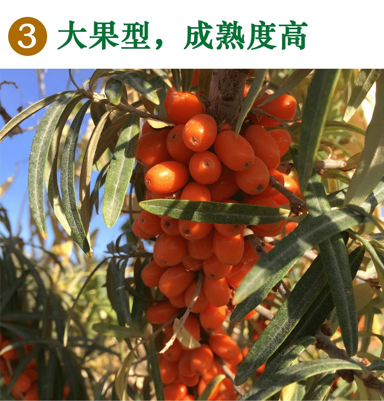 Sea Buckthorn Fruit Sha Ji 500g Wild Xinjiang Dried Berries for Tea Jam and Powder Making quality and texture
