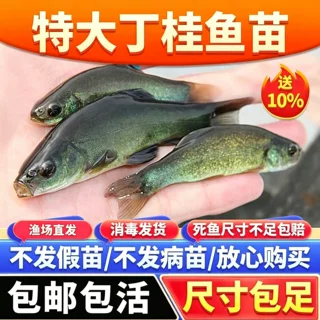 丁桂鱼苗淡水养殖食用欧洲大丁贵鱼须鱼岁易养活丁穗鱼冷水小鱼苗