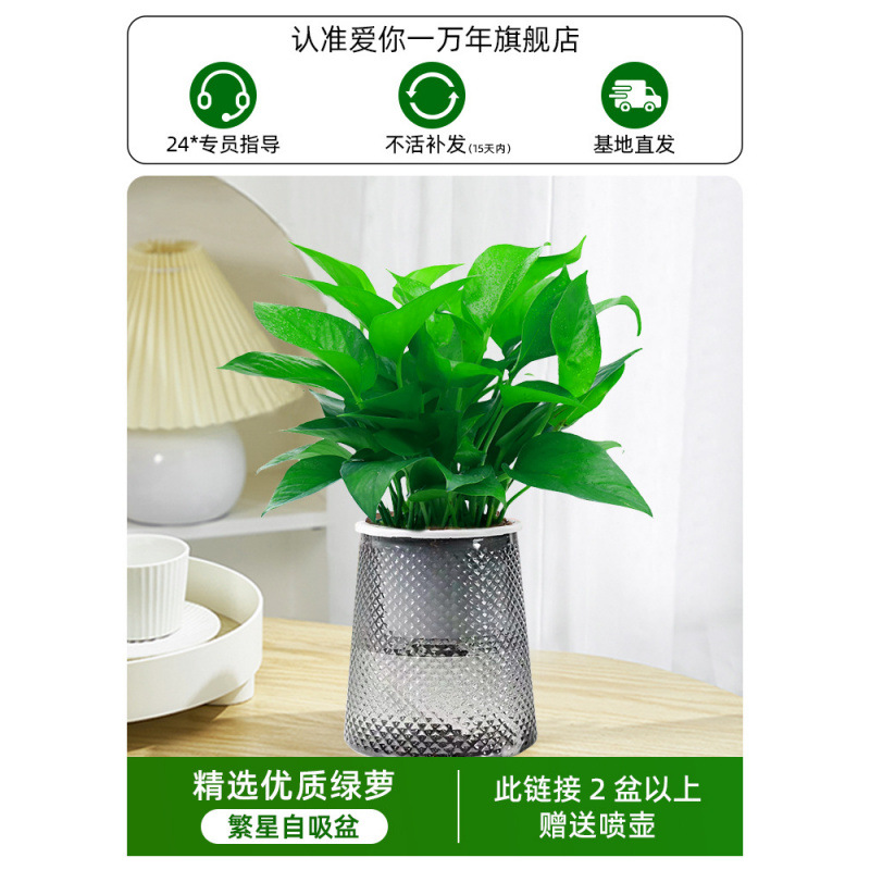 포토스(별화분) + 영양액(2개 구매시 물뿌리개 증정)