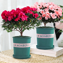 两盆杜鹃花盆栽带花苞庭院四季绿植物室内花卉老桩映山红花苗绿植