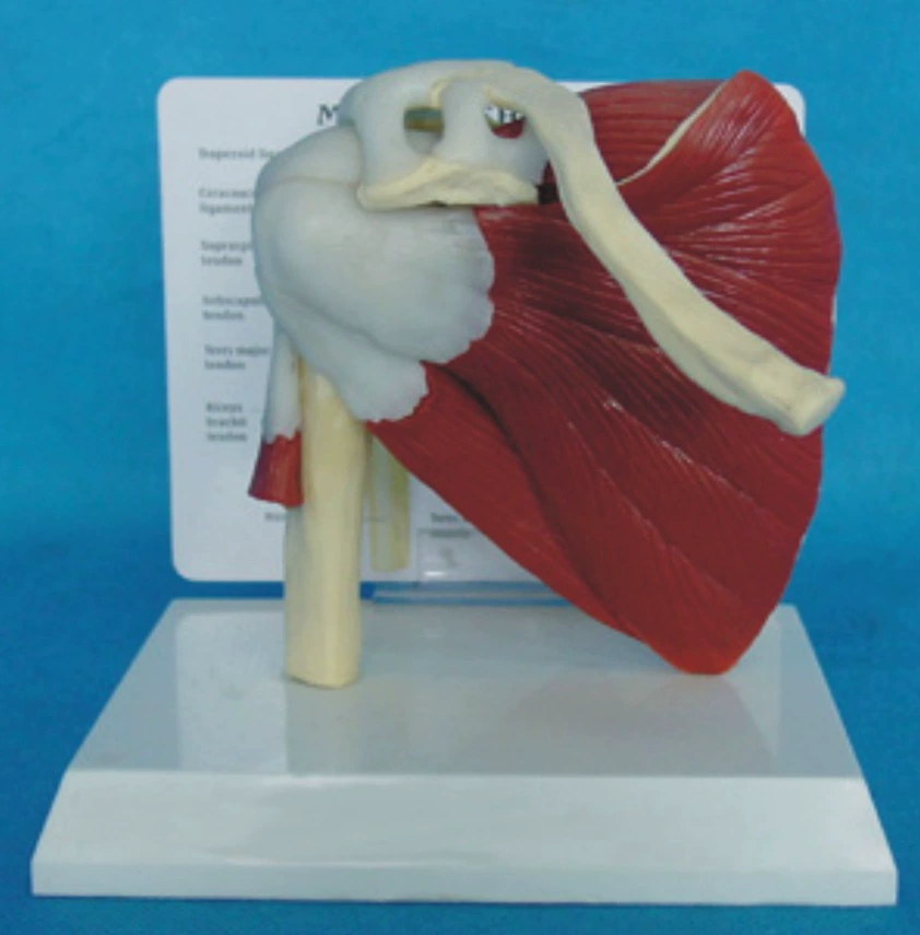 Функциональная модель плечевого сустава мышцы человека, скелет лопатки, ключицы, плечевой кости, обучающее объяснение, дисплей