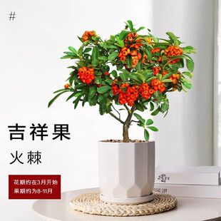 �𼬘����Լ�����辰�M�ütֲ���^���Gֲ�̨ͥԺ�_���Y��Сֲ��