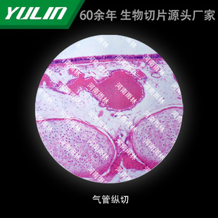 Tissue Pathology Paraffin Slide Specimen Microscope for Colleges and Universities