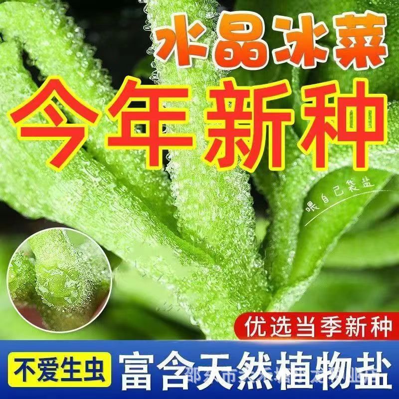 水晶冰菜种子冰草冰晶冰心菜四季阳台种菜盆蔬菜种子新手易种菜籽