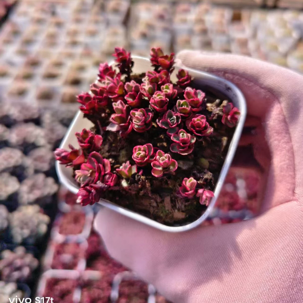 Маленький шар из розовой парчи 5 см Бассейн Real Shot 10 + головка для интенсивного ухода Тип перетаскивания бассейна без доставки почвы