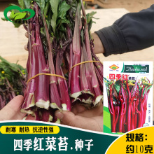 常丰四季红菜苔种子 农田菜园肉厚嫩脆清香红色四九菜心蔬菜籽