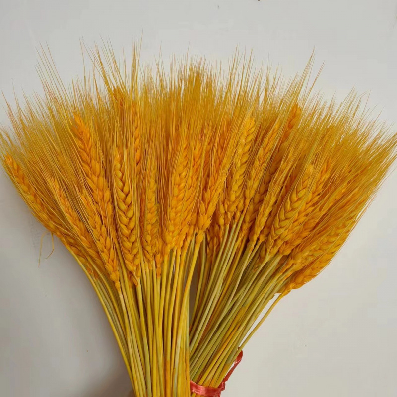 황금밀이삭 205개(50~60cm)