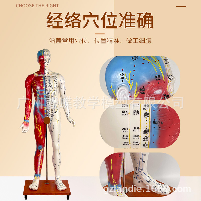 178CM�������ģ�͸���߼��� ����Ѩλģ�� Ѩλ�������ѧģ��