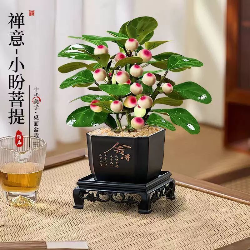 Маленькое дерево Бодхи в горшке с фруктами. Внутреннее зен-бонсай. Офисный рабочий стол. Гостиная. Зеленое растение, привлекающее богатство.