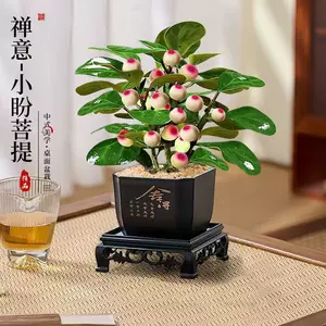 [小盼菩提菩提树盆栽带果植物室内禅意盆景办公室桌面客厅招财绿植]