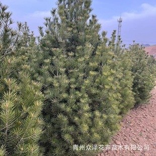 ��Ƥ�ɾG����ľ���Gֲ�����ݱ��ɻ��ܻ��ط�֦��ڷ���