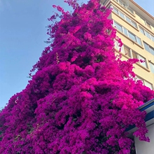 �����l����÷�Ϙ����ܘ������ԾGֲ�B�������������ļ��_���Ļ�