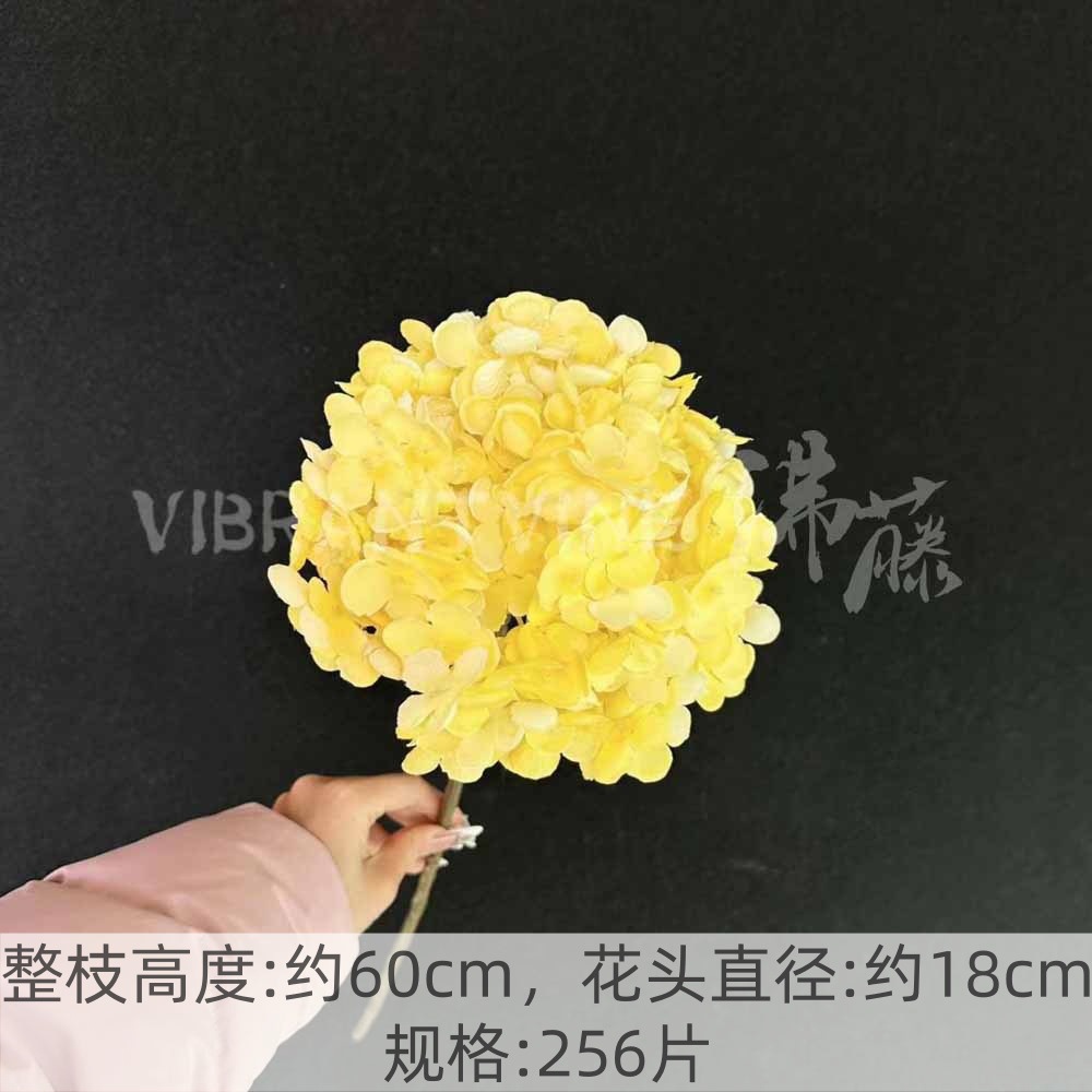 Yellow french hydrangea