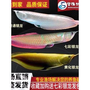 �߲��y���~���w�~����͟Ꭷ�^�p�~�S���t�۽����~��ؔ�~��ˮ�~