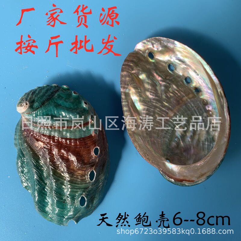 Natural Conch Shells, Abalone Shells, Fish Tank Aquarium Home Decoration Crafts, Student Mining, Large Ocean