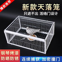 天落笼户外家用屋顶只进不出鸽子笼活络撞门信鸽自动门进鸽子神器