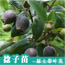 桃金娘种苗仲尼山菍多莲桃舅娘当泥稔子树种籽当梨根豆稔乌肚子种