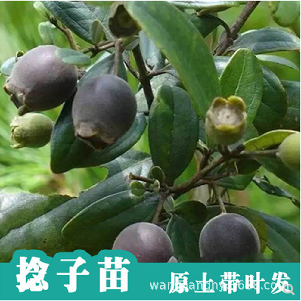 桃金娘种苗仲尼山菍多莲桃舅娘当泥稔子树种籽当梨根豆稔乌肚子种