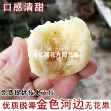 金色河边无花果树苗黄肉高甜无花果苗矮化盆栽庭院地栽当年结果