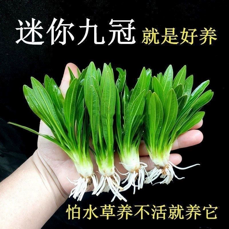 Мини девять крон Зеленые девять крон маленькие девять крон настоящая водная трава живые луга оптом аквариум озеленение объемный отрицательный хорошее разведение