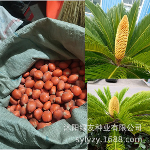 ���羳��؛���F��N��   �K�F  �K�F�ƌٳ��Gֲ�� ���ؙ���
