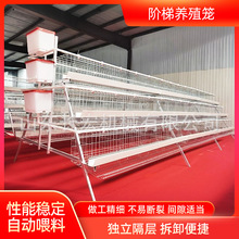鹌鹑笼肉鸡A型笼养殖笼肉鸡H型笼层叠式养鸡笼全自动蛋鸡笼鸽子笼