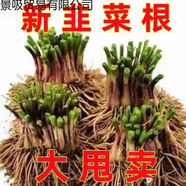 大韭菜根种根食用颗带根九菜室内外蔬菜可食用盆栽花新苗紫根