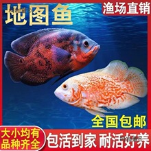 观赏鱼活体淡水黑风水红白鱼热带地图中地图鱼猪仔发财鱼大麦太保