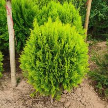 ����ؘ����ɰ���ľ���Ե��Ի���ͥԺ�G��ֲ���ԭ�����ɱ��