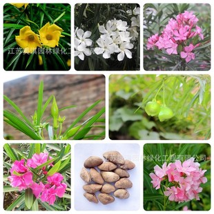 �A���ҷN���S���A���ҷN�Ӽt���A���ҷN�����~���޸�������ľ�N��