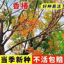 �㴻�ѷN�ӷN�ļ��t���㴻����ѿ����㴺ѿ�N��ˮ��Nֲ�㴻��N