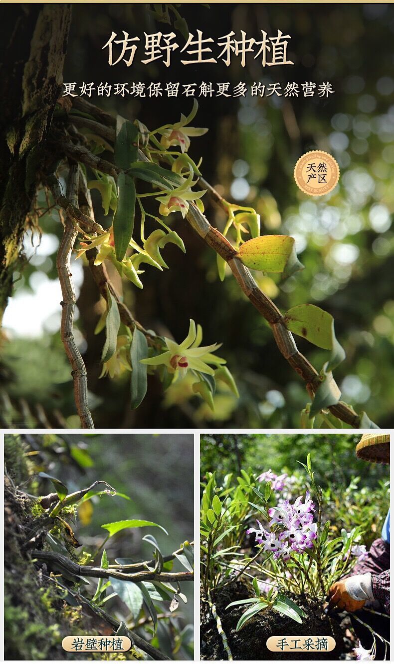 Tie Pi Shi Hu Feng Dou Dried Dendrobium Officinale Stems 500g Yunnan Herb for Soup and Tea specifications