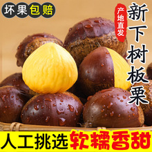 板栗生新鲜当季2025新鲜嫩板栗毛栗子农家板栗非锥栗小油栗子