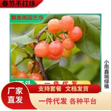 新品种晚熟蜜浓大樱桃树苗嫁接车厘子苗庭院盆栽北南方种果树果苗