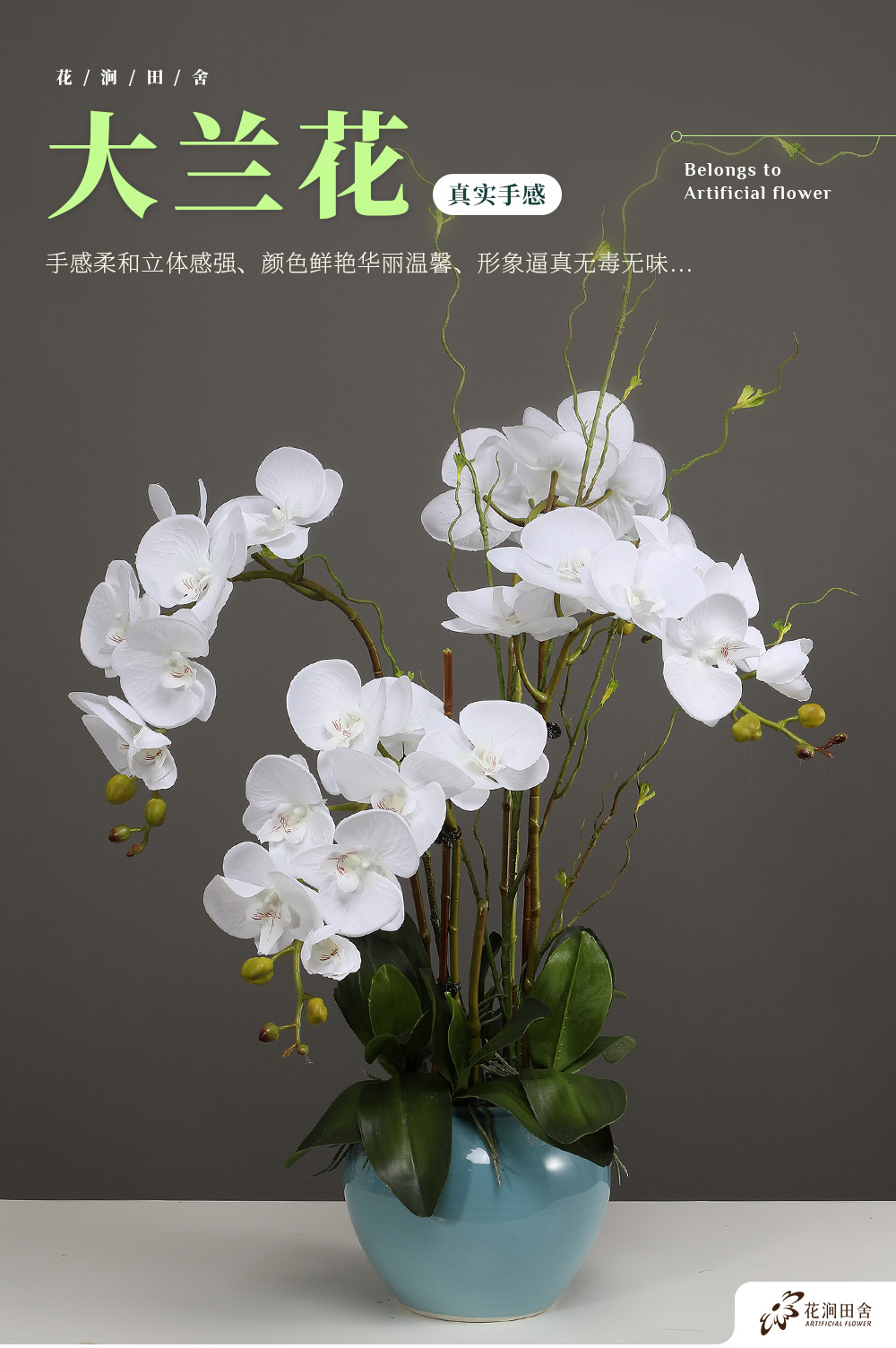 平面大兰花-7.27_01.jpg