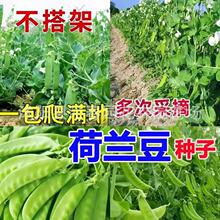 甜脆荷兰豆种子豌豆苗豌豆尖豌豆种籽原装四季蔬菜种子大全代批发