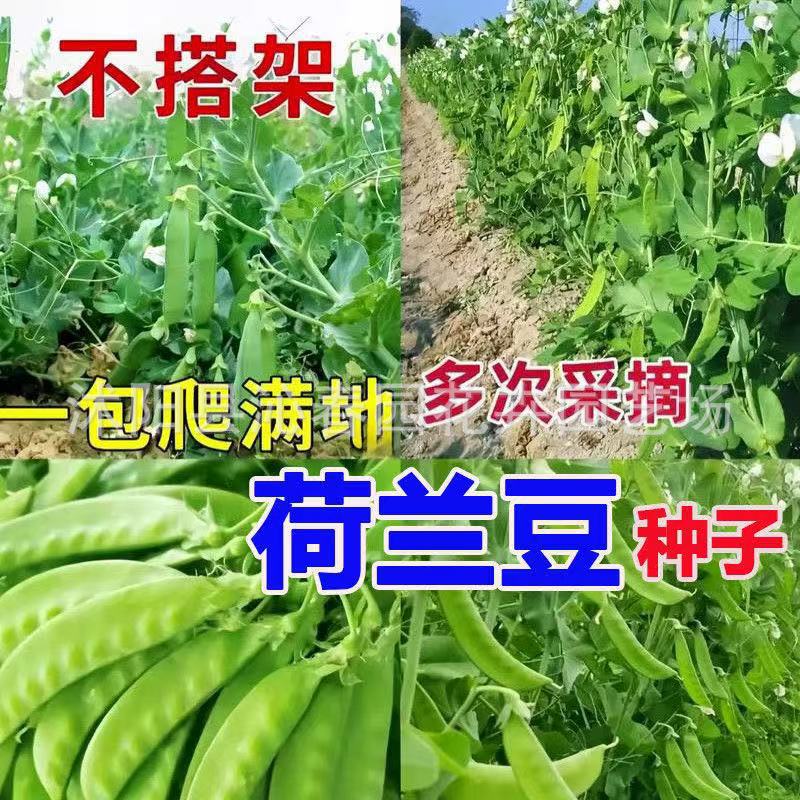 甜脆荷兰豆种子豌豆苗豌豆尖豌豆种籽原装四季蔬菜种子大全代批发