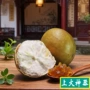 广西桂林冻干泡茶罗汉果茶