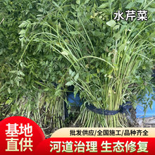 ˮ�۲����l�ļ�����нӹ���ˮ��ֲ��ˮ�۷Nֲˮ����ͦˮֲ�����