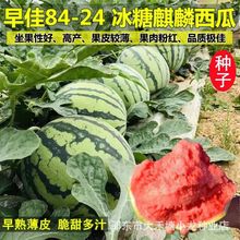 8424麒麟少籽西瓜种子无籽特大高产巨型甜王南方四季蔬菜水果种孑